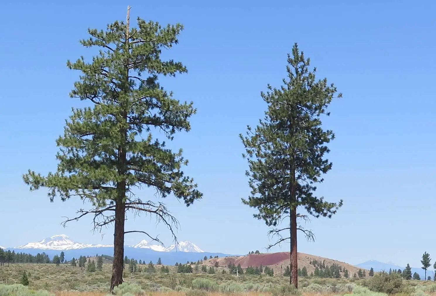 Pinus ponderosa - Ponderosa Pine, Western Yellow Pine, Bull Pine - Image 19