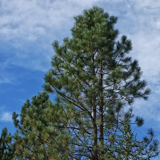 Pinus ponderosa - Ponderosa Pine, Western Yellow Pine, Bull Pine - Image 20