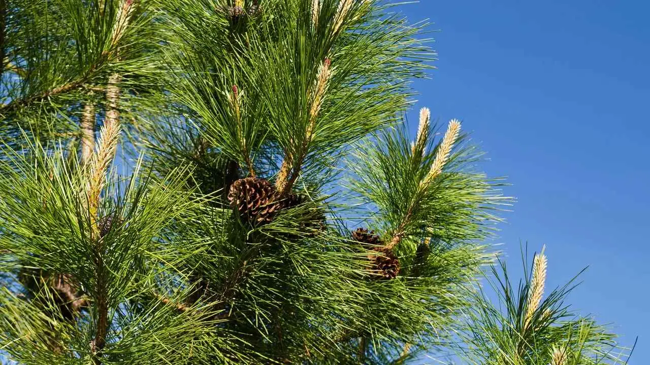Pinus ponderosa - Ponderosa Pine, Western Yellow Pine, Bull Pine - Image 21