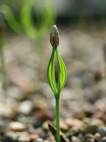 Pinus thunbergii - Japanese Black Pine - Image 4