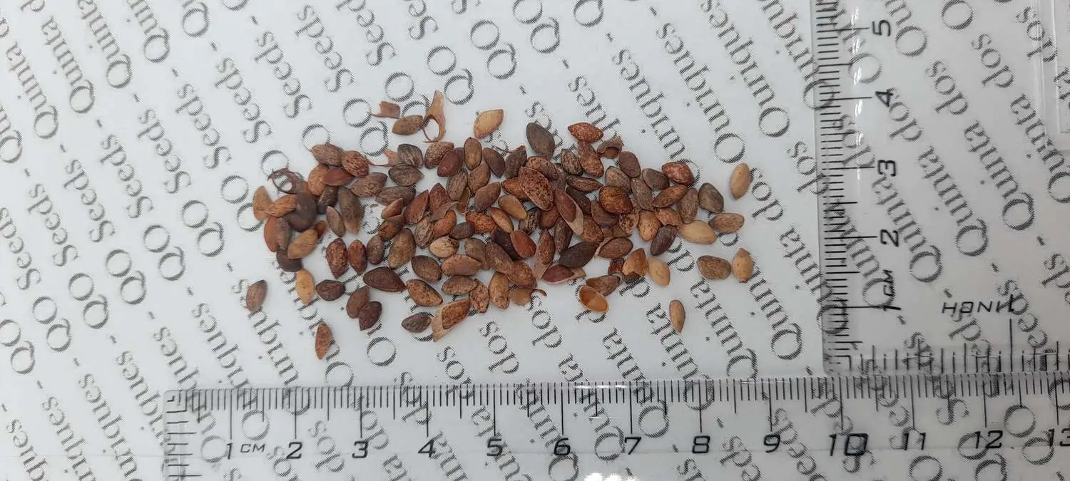 Pinus thunbergii - Japanese Black Pine - Image 6