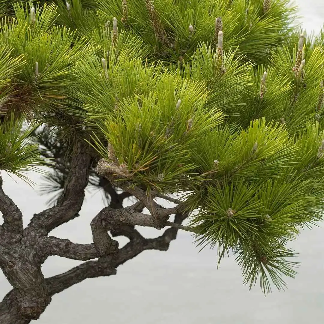 Pinus thunbergii - Japanese Black Pine - Image 7