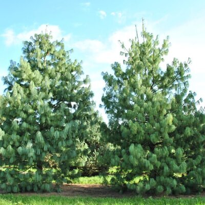 Pinus wallichiana - Bhutan Pine, Himalayan Pine, Himalayan White Pine, Blue Pine
