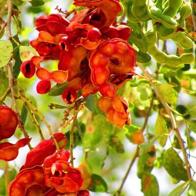 Pithecellobium dulce - Guamúchil, Manila Tamarind, Madras Thorn, Camachile, Blackbead, Sweet Inga, Monkeypod