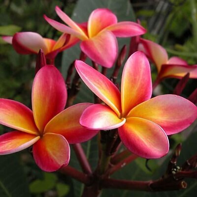 Plumeria rubra - Frangipani