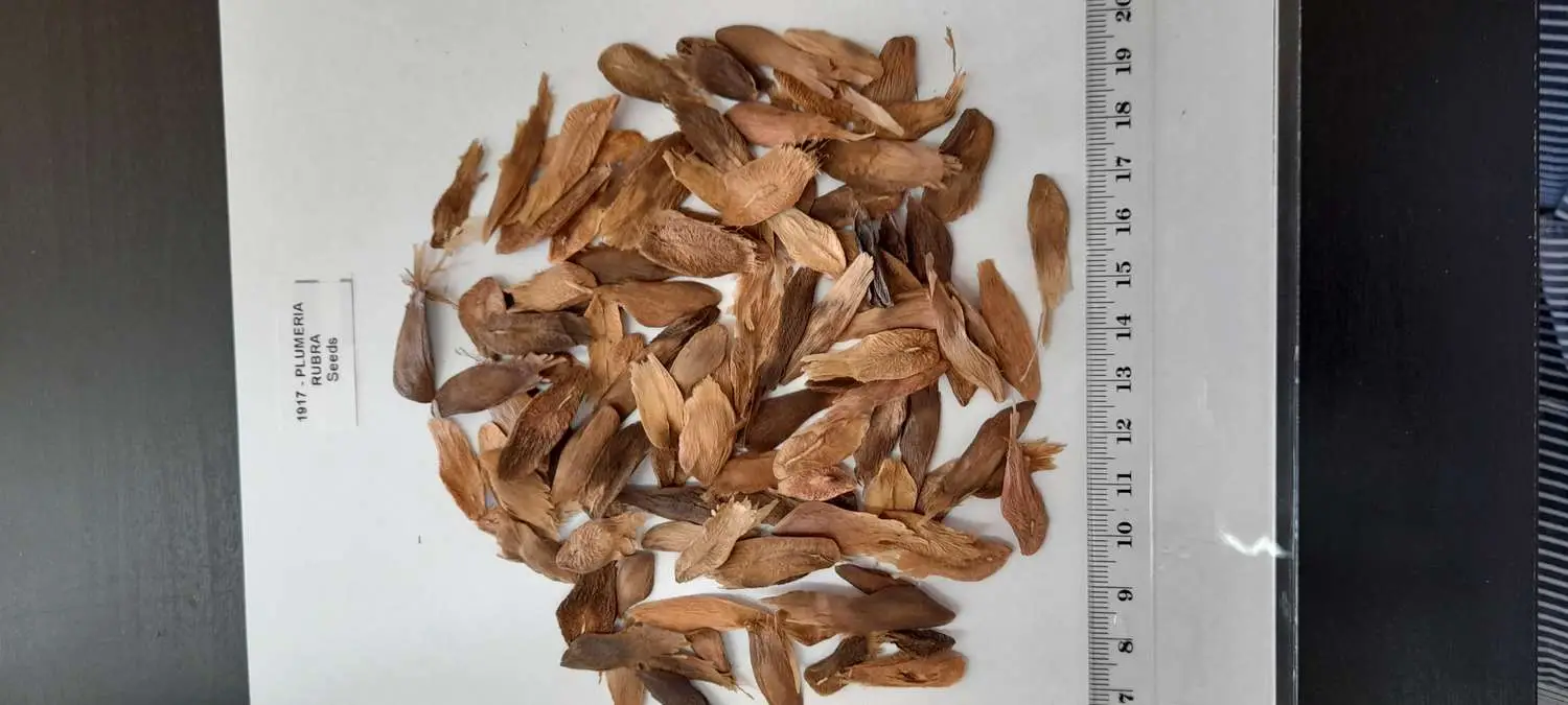 Plumeria rubra - Frangipani - Image 6