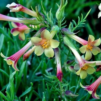Polemonium pauciflorum - Greek Valerian, Jacob's Trumpets Ladder, Pine Trumpets, Sulfur Trumpets