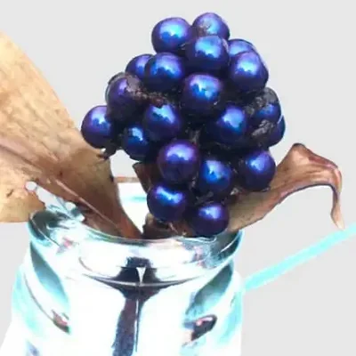 Pollia condensata - Marble Berry, Metallic Blue Pearl Plant, Marble Berries