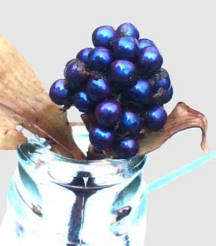 Pollia condensata - Marble Berry, Metallic Blue Pearl Plant, Marble Berries
