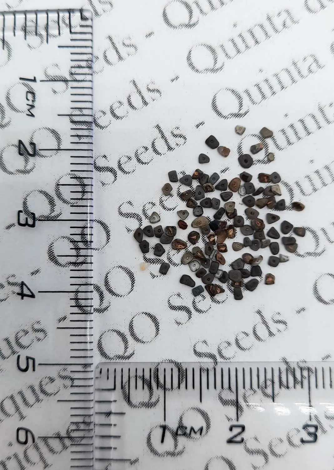 Pollia condensata - Marble Berry, Metallic Blue Pearl Plant, Marble Berries - Image 2