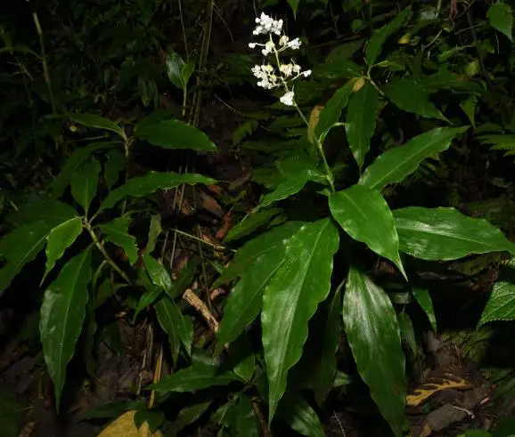 Pollia condensata - Marble Berry, Metallic Blue Pearl Plant, Marble Berries - Image 3