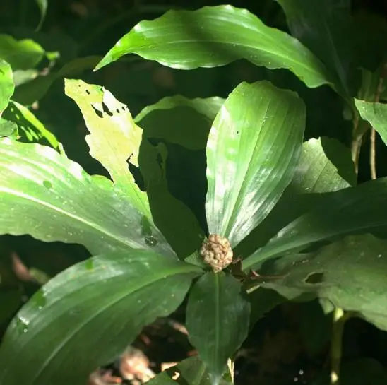 Pollia condensata - Marble Berry, Metallic Blue Pearl Plant, Marble Berries - Image 4