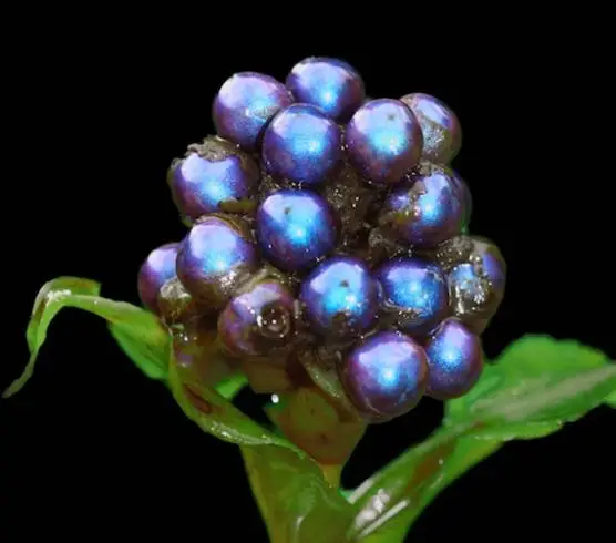Pollia condensata - Marble Berry, Metallic Blue Pearl Plant, Marble Berries - Image 6