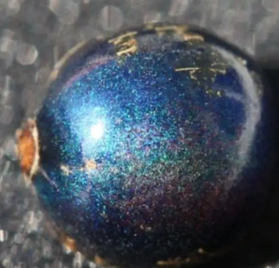 Pollia condensata - Marble Berry, Metallic Blue Pearl Plant, Marble Berries - Image 10