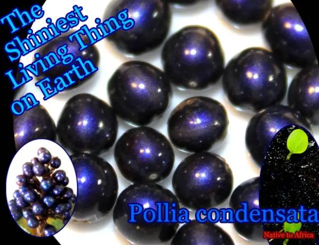 Pollia condensata - Marble Berry, Metallic Blue Pearl Plant, Marble Berries - Image 13