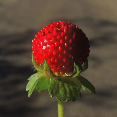 Potentilla indica / Duchesnea indica - Mock Strawberry, Indian Strawberry, Snakeberry