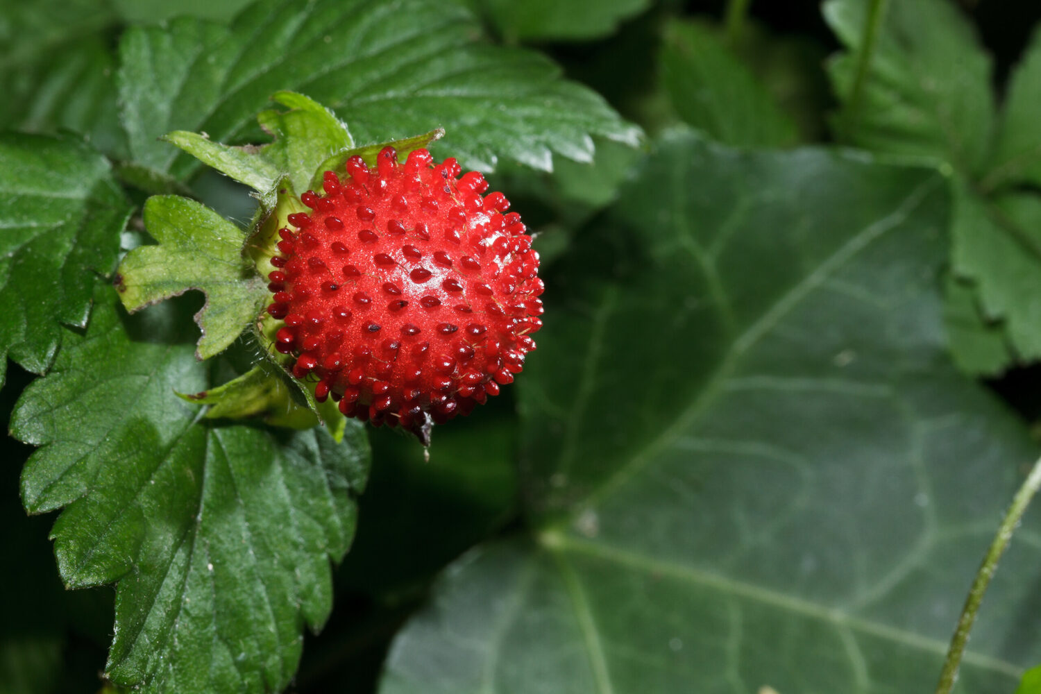 Potentilla indica / Duchesnea indica - Mock Strawberry, Indian Strawberry, Snakeberry - Image 2