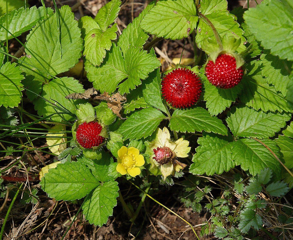 Potentilla indica / Duchesnea indica - Mock Strawberry, Indian Strawberry, Snakeberry - Image 3
