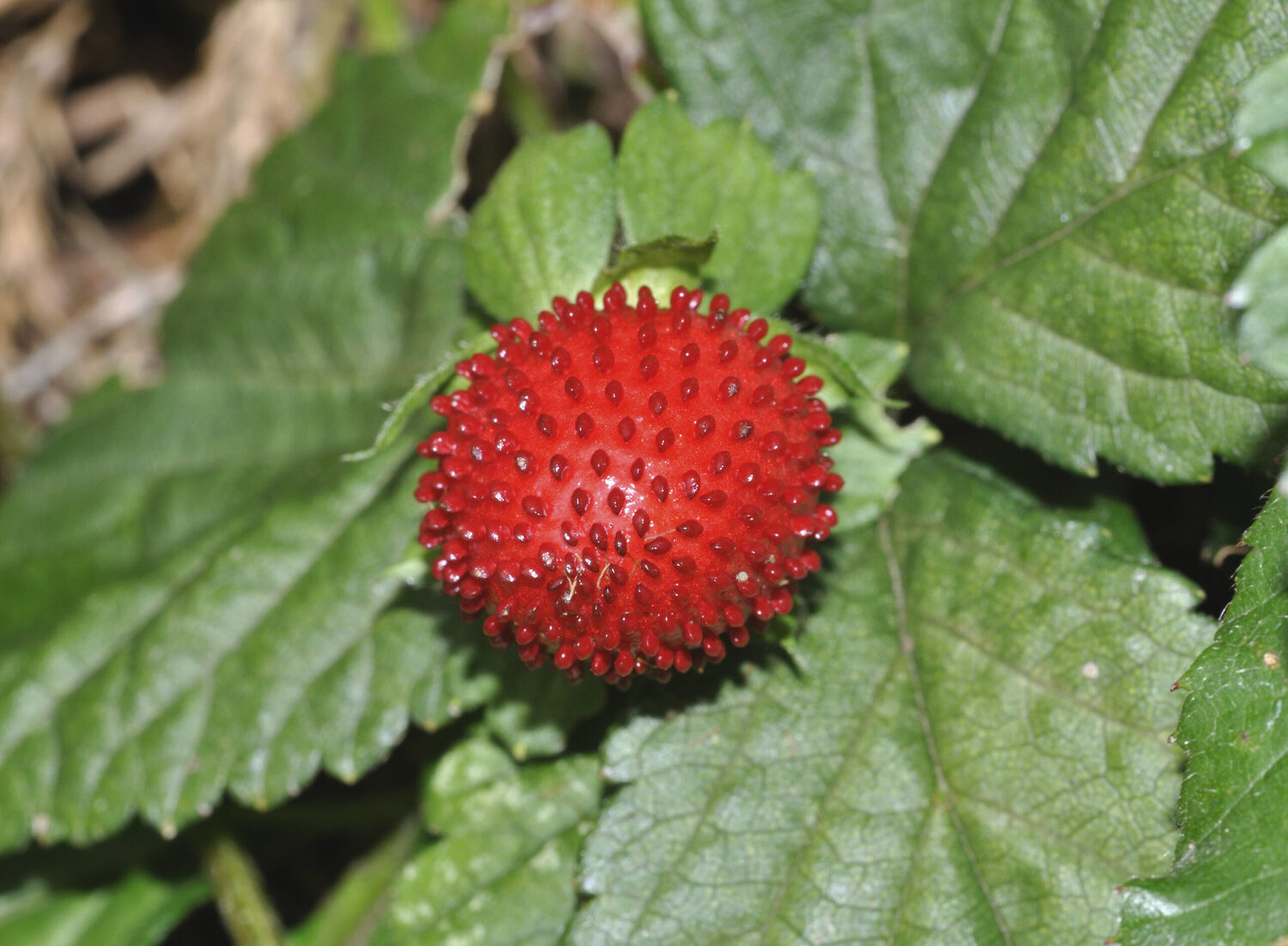 Potentilla indica / Duchesnea indica - Mock Strawberry, Indian Strawberry, Snakeberry - Image 5