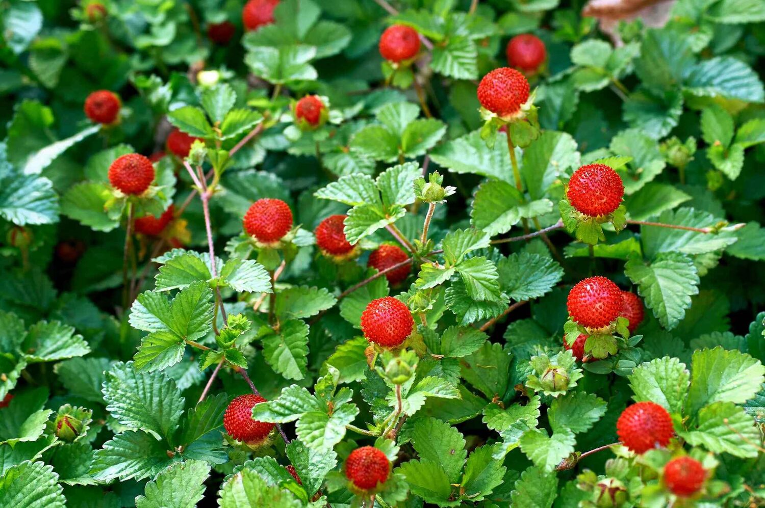 Potentilla indica / Duchesnea indica - Mock Strawberry, Indian Strawberry, Snakeberry - Image 7