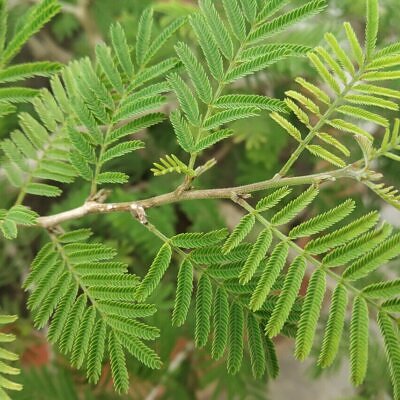 Prosopis cineraria / Adenanthera aculeata / Mimosa cineraria - Indian Mesquite, Persian Mesquite, Ghaf, Khejri, Jand