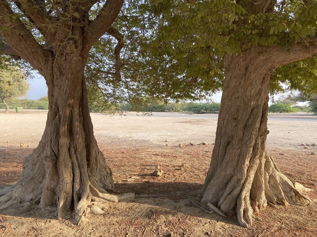 Prosopis cineraria / Adenanthera aculeata / Mimosa cineraria - Indian Mesquite, Persian Mesquite, Ghaf, Khejri, Jand - Image 3