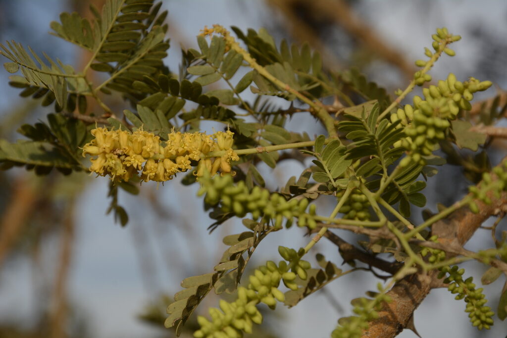 Prosopis cineraria / Adenanthera aculeata / Mimosa cineraria - Indian Mesquite, Persian Mesquite, Ghaf, Khejri, Jand - Image 6
