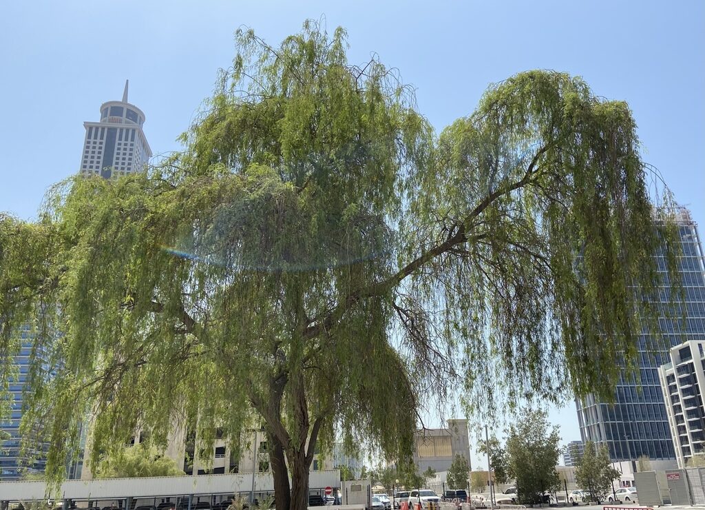 Prosopis cineraria / Adenanthera aculeata / Mimosa cineraria - Indian Mesquite, Persian Mesquite, Ghaf, Khejri, Jand - Image 9