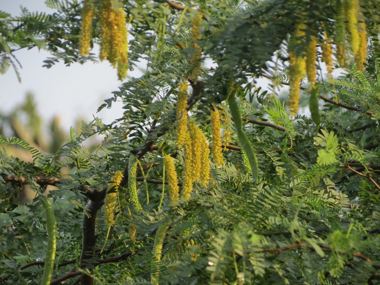 Prosopis cineraria / Adenanthera aculeata / Mimosa cineraria - Indian Mesquite, Persian Mesquite, Ghaf, Khejri, Jand - Image 10