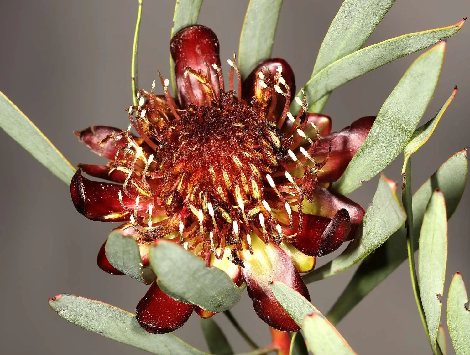 Protea acuminata - Black-rim Sugarbush, South Africa Sederbergsuikerbos - Image 2
