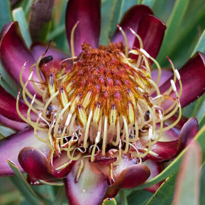 Protea acuminata - Black-rim Sugarbush, South Africa Sederbergsuikerbos
