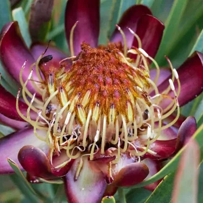 Protea acuminata - Black-rim Sugarbush, South Africa Sederbergsuikerbos