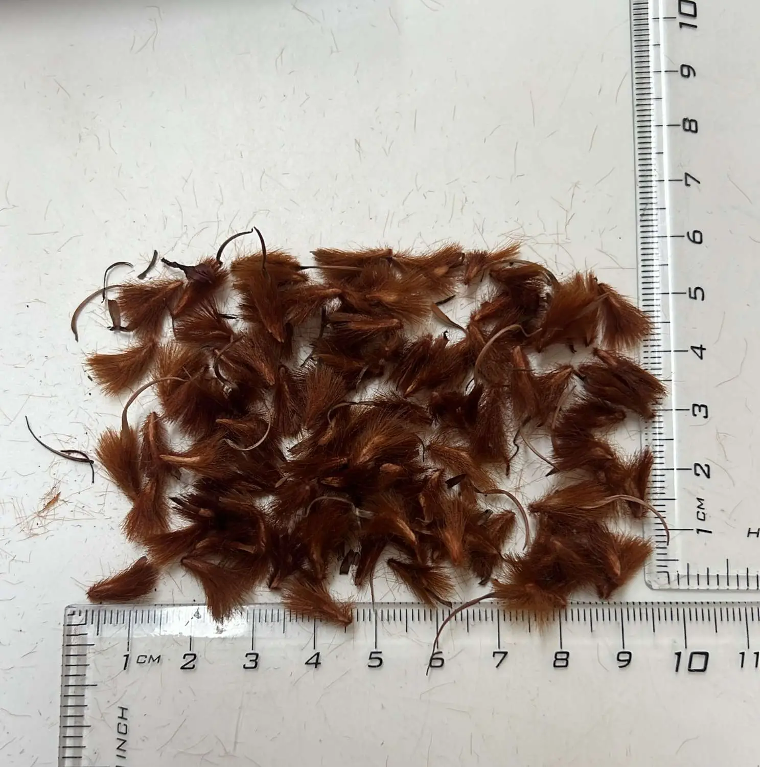 Protea acuminata - Black-rim Sugarbush, South Africa Sederbergsuikerbos - Image 5