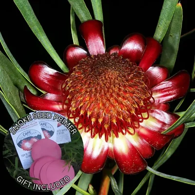 Protea acuminata (5 Seeds) + Smoke Seed Primer (01 Disc) -