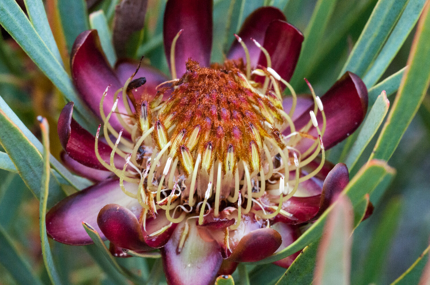 Protea acuminata (5 Seeds) + Smoke Seed Primer (01 Disc) - - Image 4
