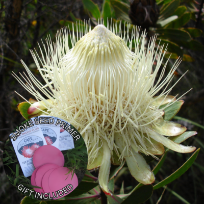 Protea caffra subsp. kilimandscharica (10 Seeds) + Smoke Seed Primer (01 Disc) - Kilimanjaro Sugarbush, Kilimanjaro Protea, Kili Sugarbush