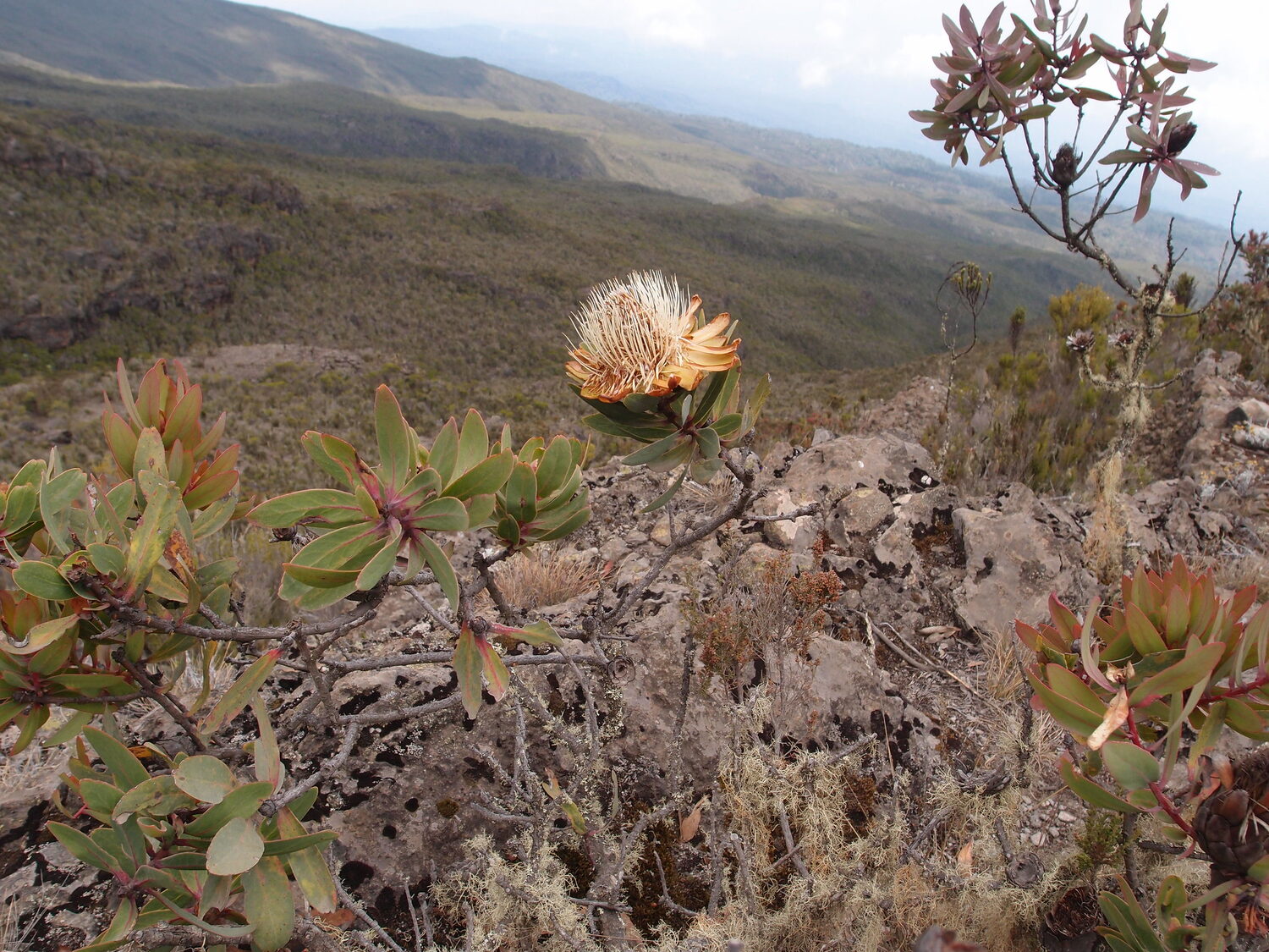 Protea caffra subsp. kilimandscharica - Kilimanjaro Sugarbush, Kilimanjaro Protea, Kili Sugarbush - Image 4