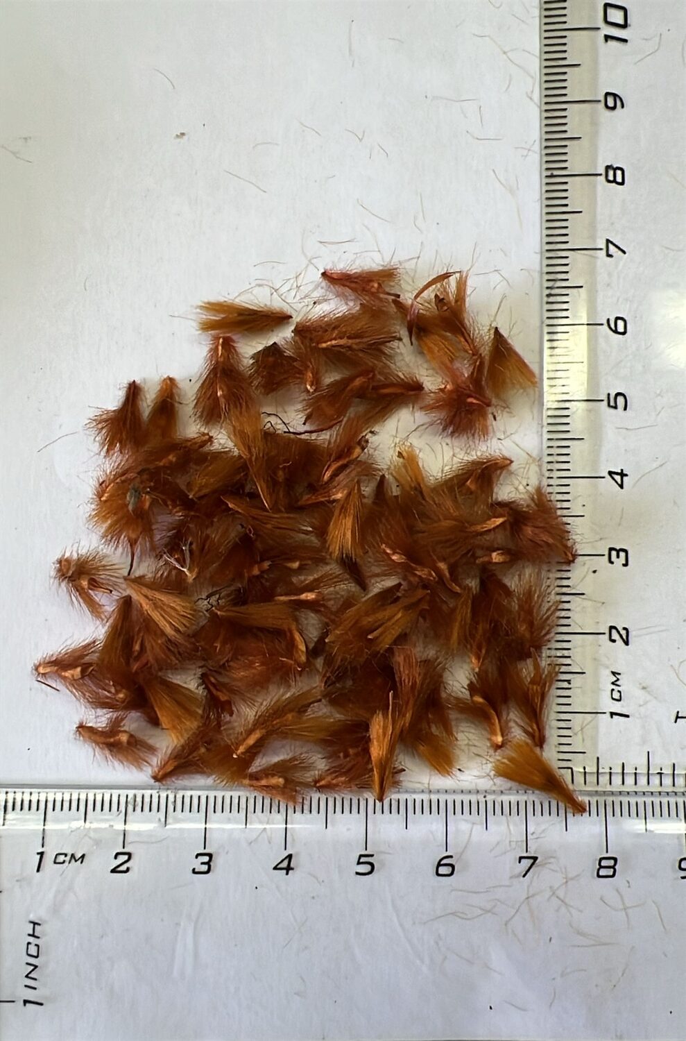 Protea caffra subsp. kilimandscharica - Kilimanjaro Sugarbush, Kilimanjaro Protea, Kili Sugarbush - Image 5