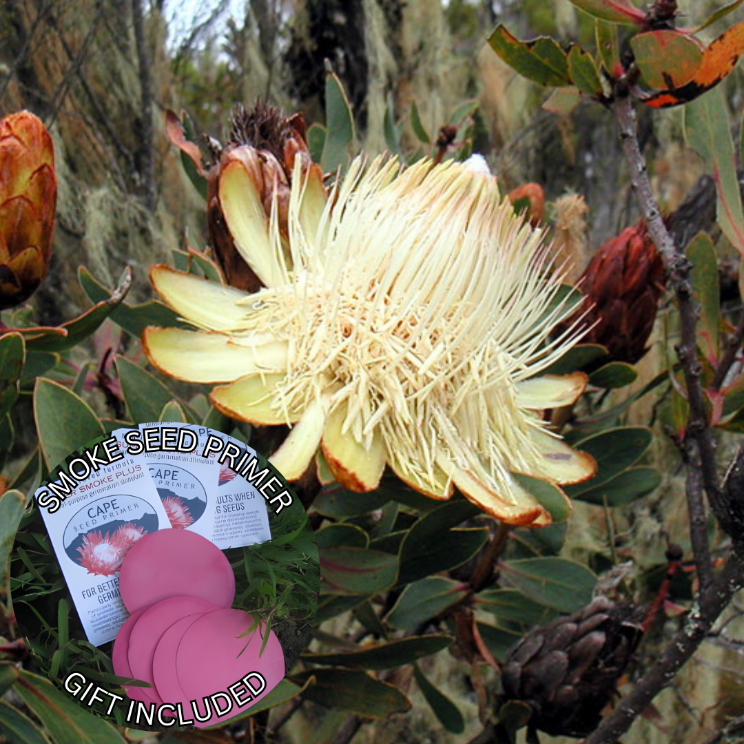 Protea caffra subsp. kilimandscharica (5 Seeds) + Smoke Seed Primer (01 Disc) - Kilimanjaro Sugarbush, Kilimanjaro Protea, Kili Sugarbush
