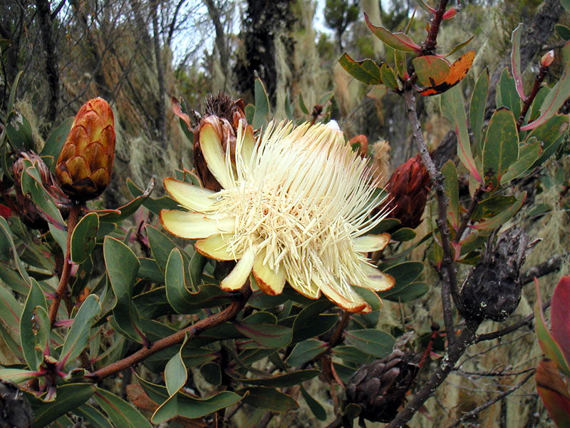 Protea caffra subsp. kilimandscharica (5 Seeds) + Smoke Seed Primer (01 Disc) - Kilimanjaro Sugarbush, Kilimanjaro Protea, Kili Sugarbush - Image 2