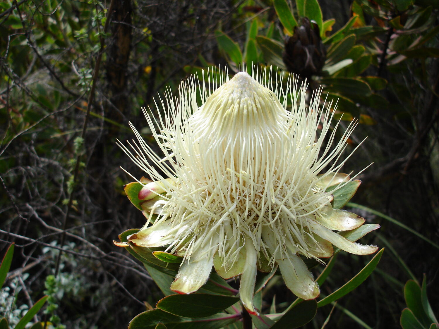 Protea caffra subsp. kilimandscharica (5 Seeds) + Smoke Seed Primer (01 Disc) - Kilimanjaro Sugarbush, Kilimanjaro Protea, Kili Sugarbush - Image 4