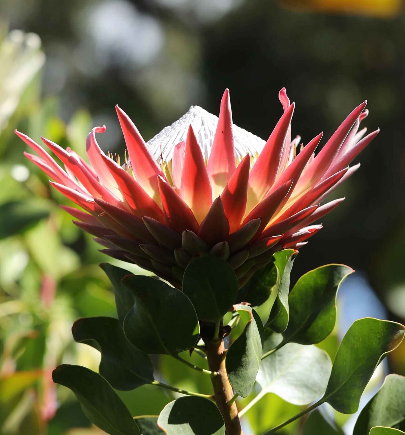 Protea cynaroides + Protea magnifica - King and Queen Protea Seeds Kit (5 Seeds of Each) - Image 5