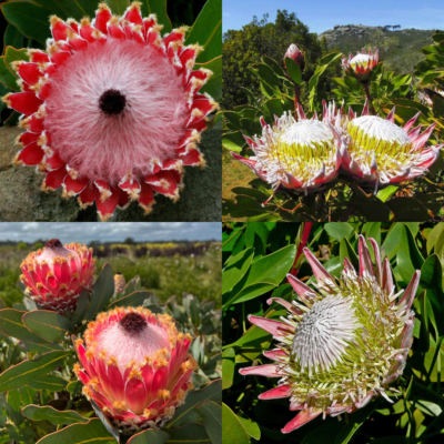 Protea cynaroides + Protea magnifica - King and Queen Protea Seeds Kit (5 Seeds of Each) - 1.00