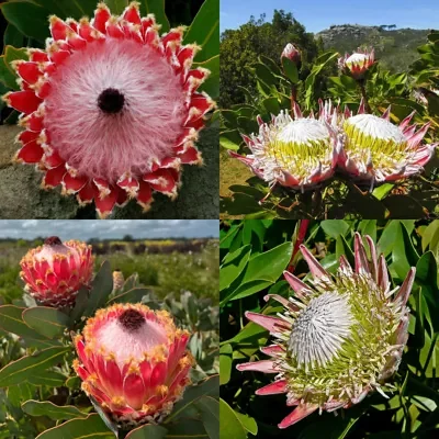 Protea cynaroides + Protea magnifica - King and Queen Protea Seeds Kit (5 Seeds of Each)