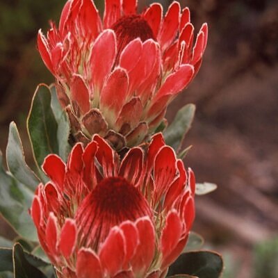 Protea eximia - Duchess Protea, Broad-leaf Sugarbush
