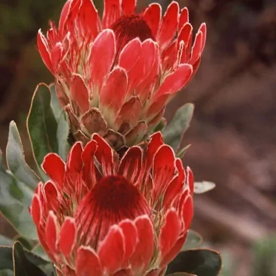 Protea eximia - Duchess Protea, Broad-leaf Sugarbush