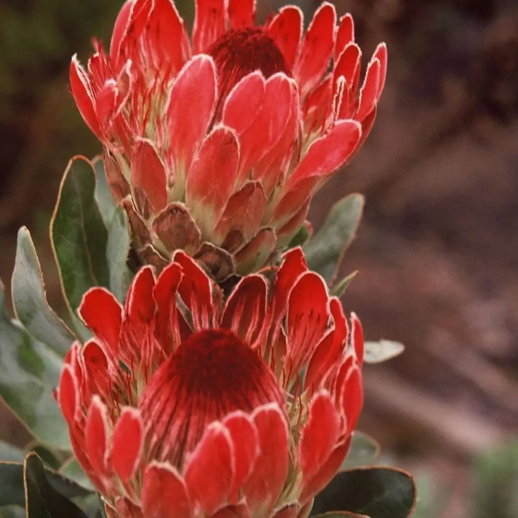 Protea eximia - Duchess Protea, Broad-leaf Sugarbush