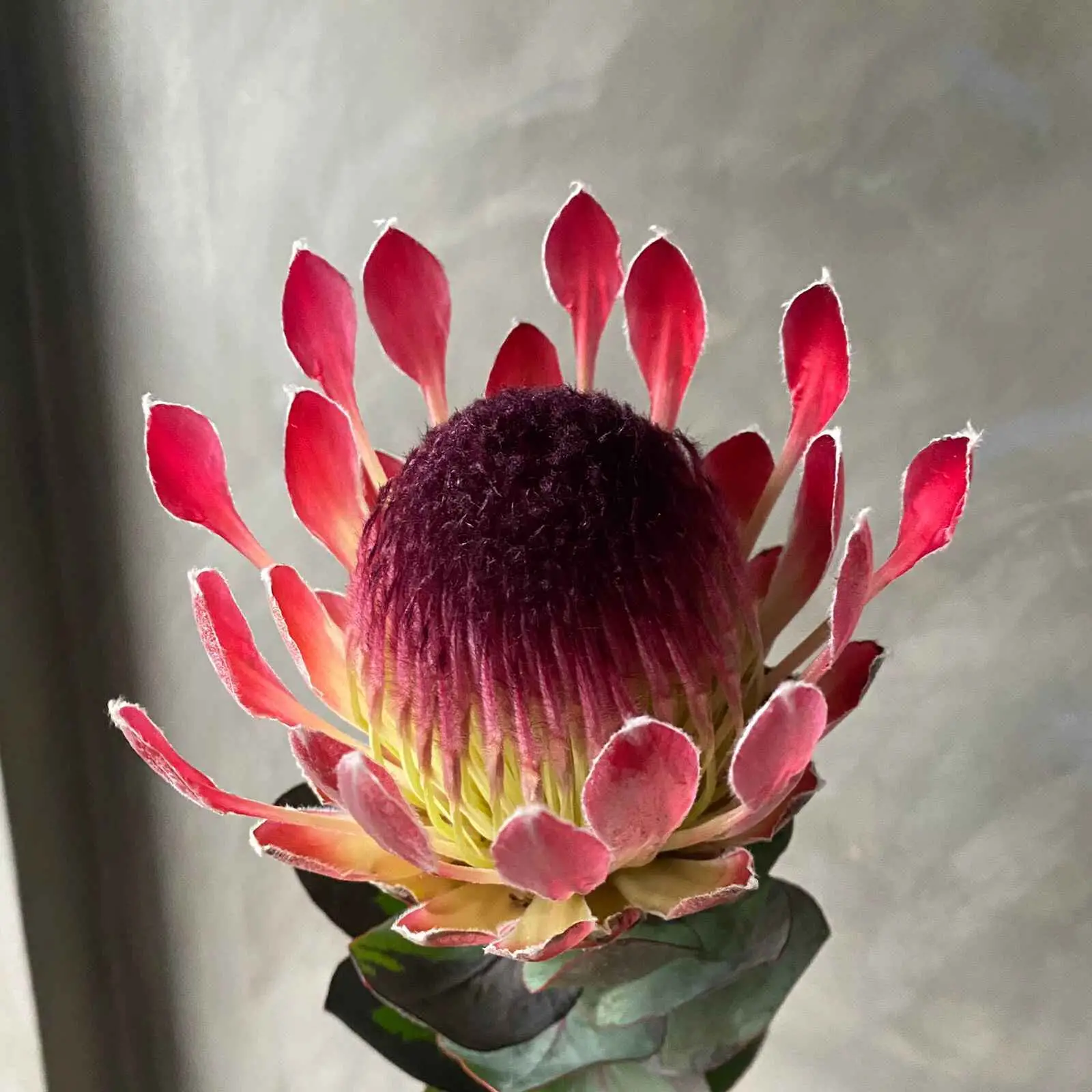 Protea eximia - Duchess Protea, Broad-leaf Sugarbush - Image 6