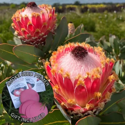 Protea magnifica (10 Seeds) + Smoke Seed Primer (01 Disc) -