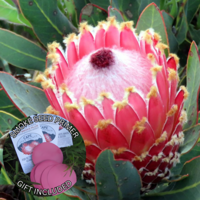 Protea magnifica (5 Seeds) + Smoke Seed Primer (01 Disc) -